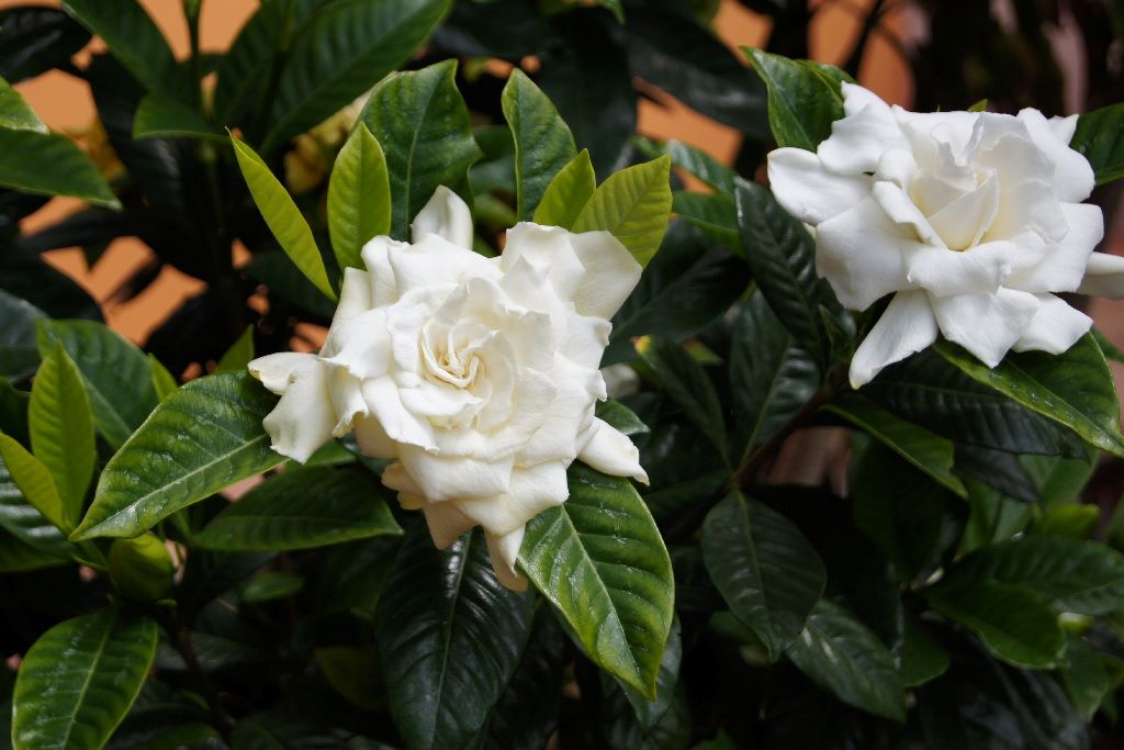 gardenia