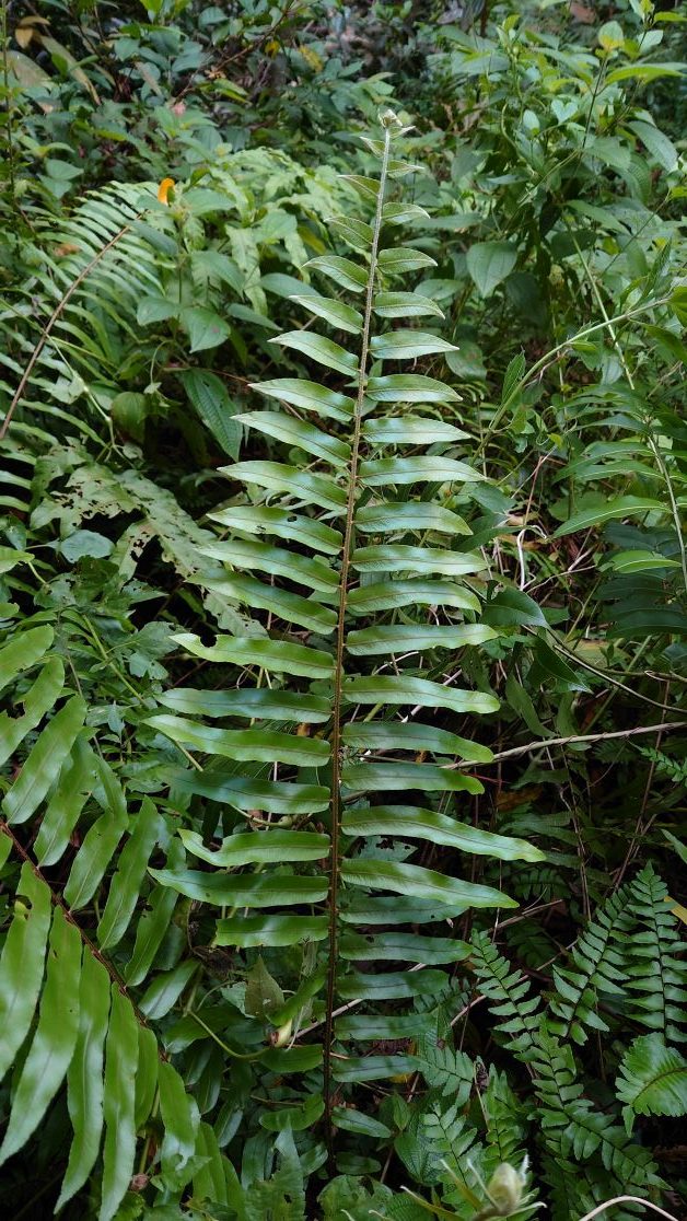 giant sword fern