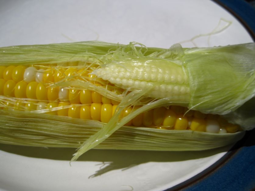 how does baby corn grow