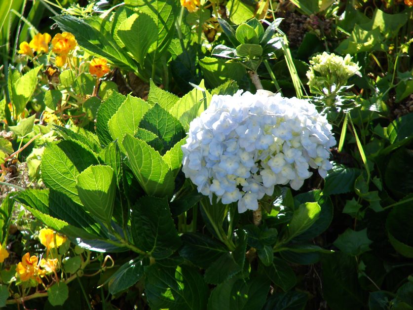 hydrangea