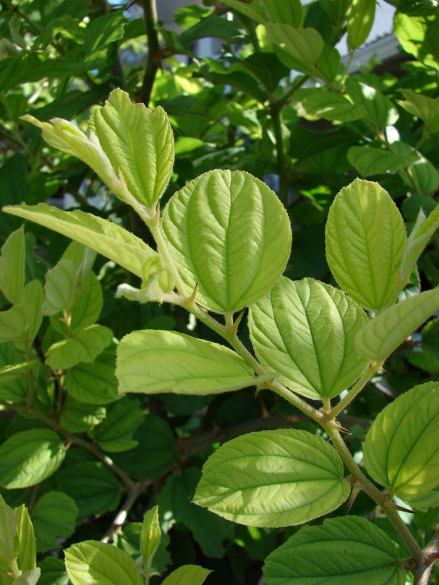 indian jujube leaves