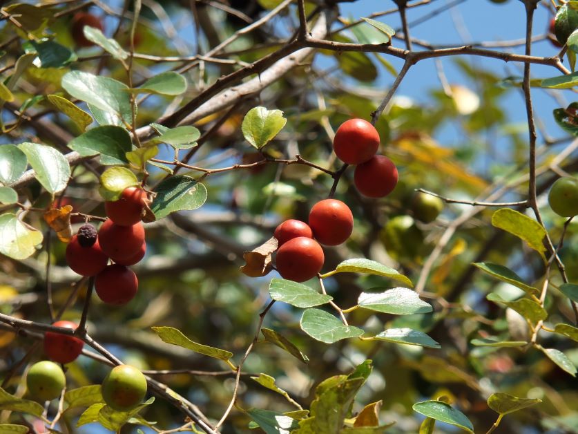 jujube growing