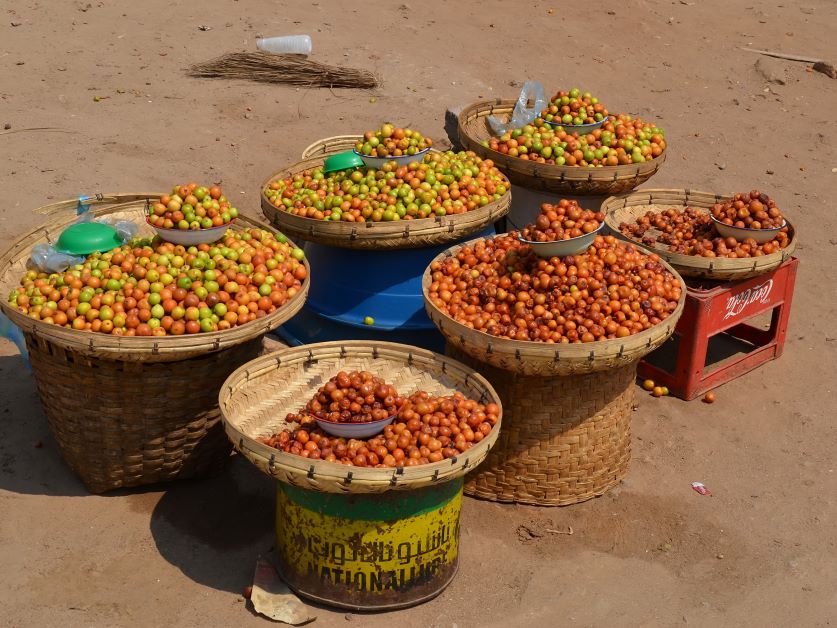 indian jujube fruits