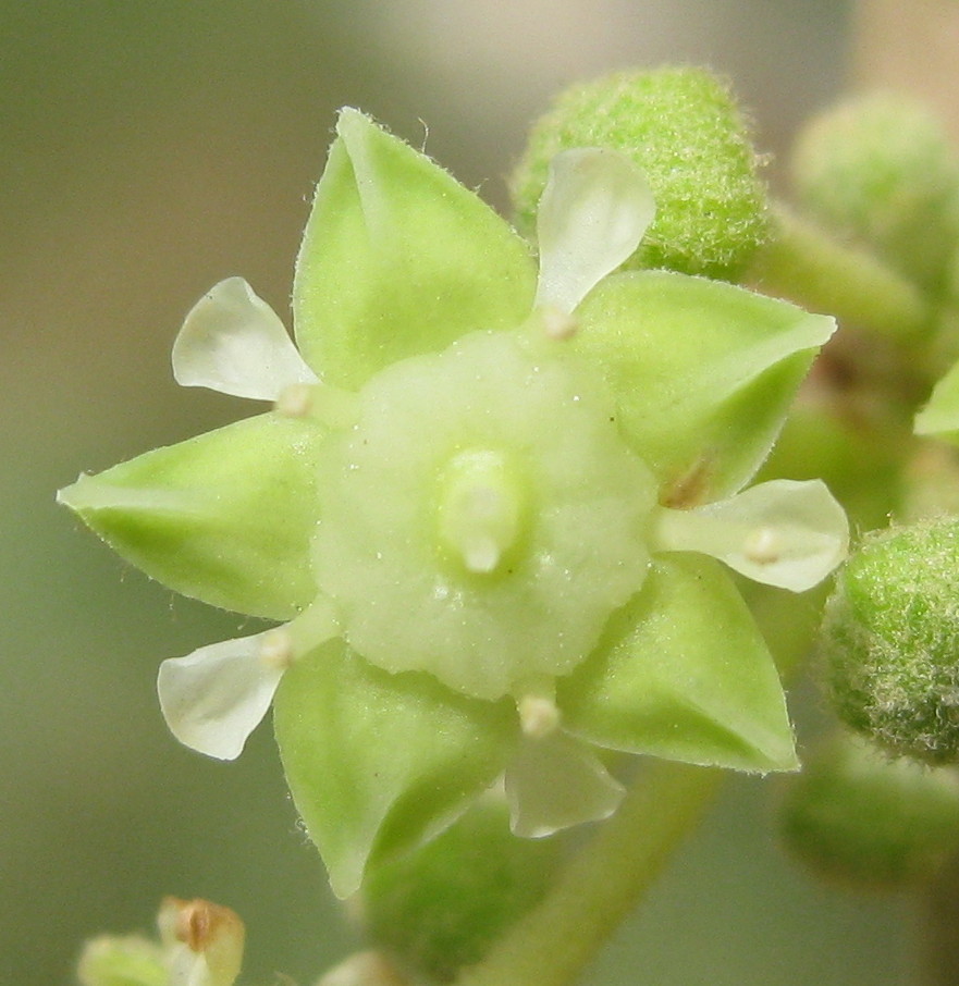 jujube flower