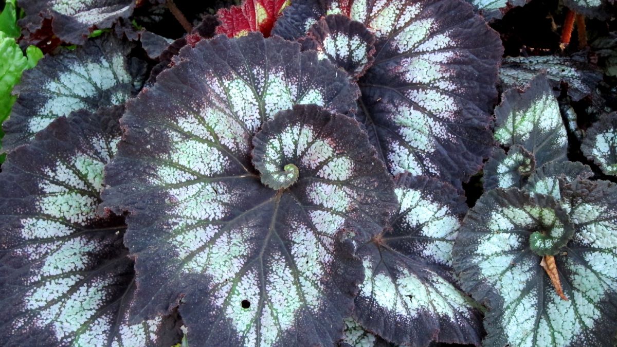 black and white rex begonia