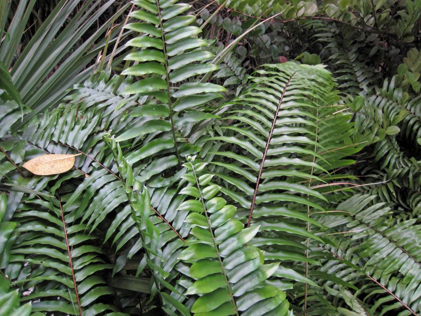 leather fern