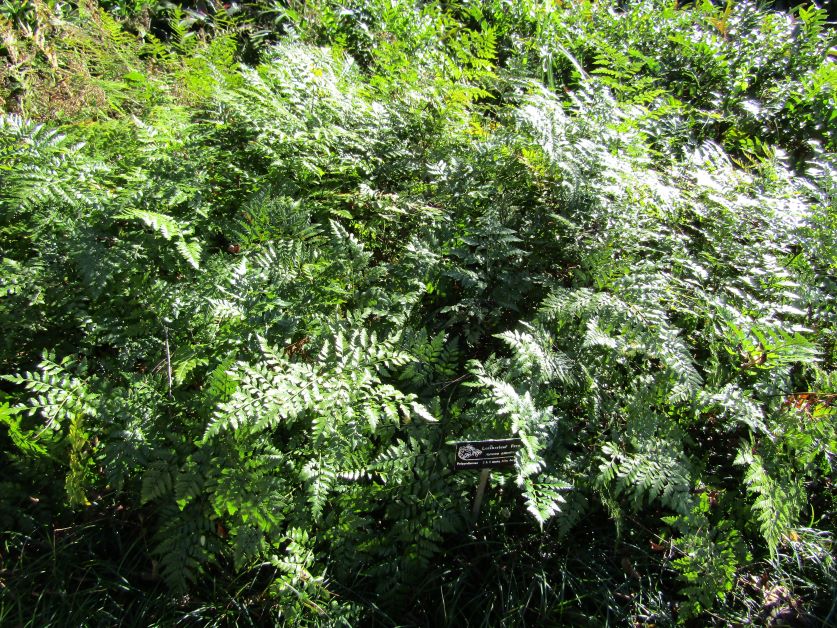 leatherleaf fern