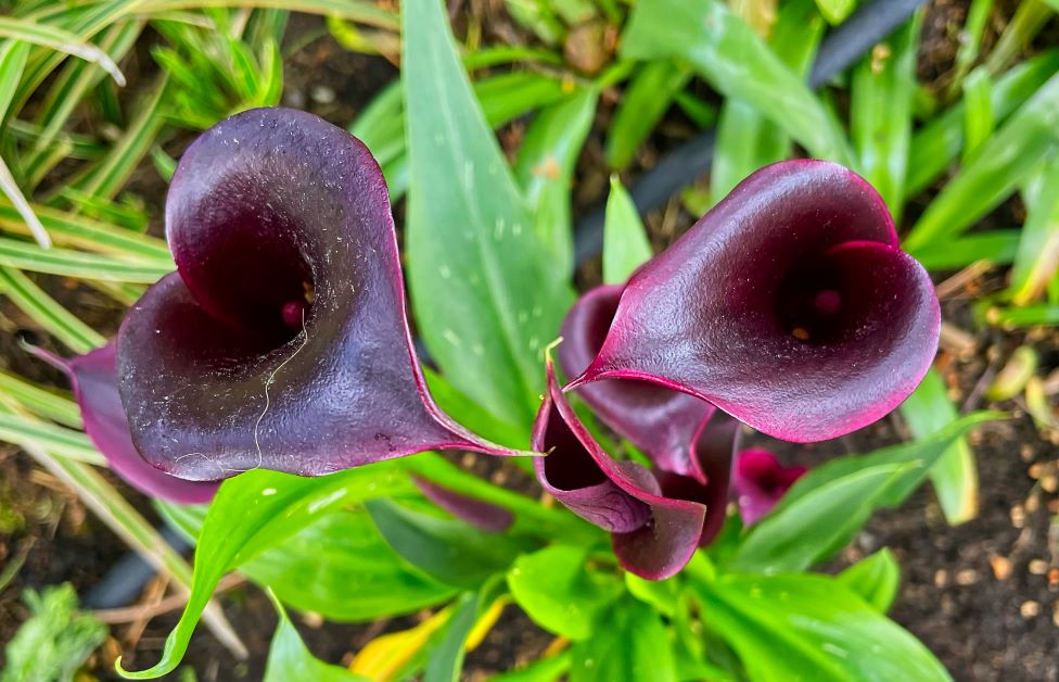 black calla lily