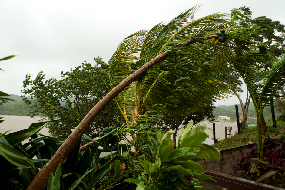 palm trees in hurricane