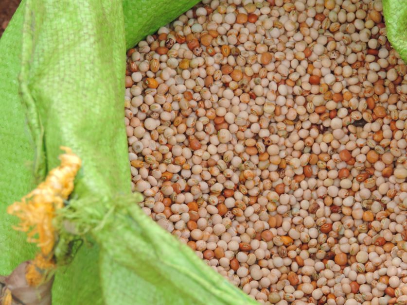 how to grow pigeon peas in florida