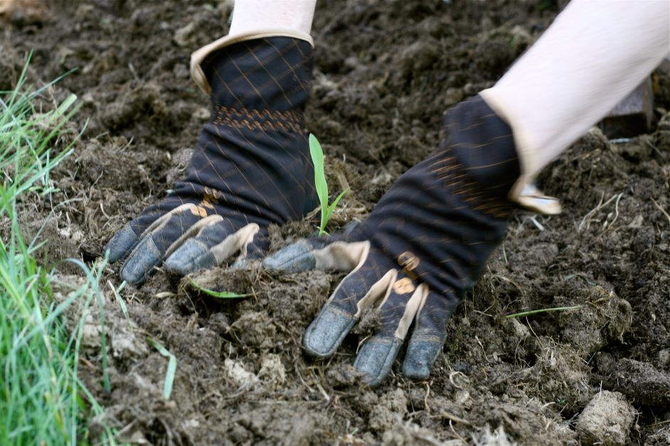 how-to-grow-baby-corn-offbeet-gardener