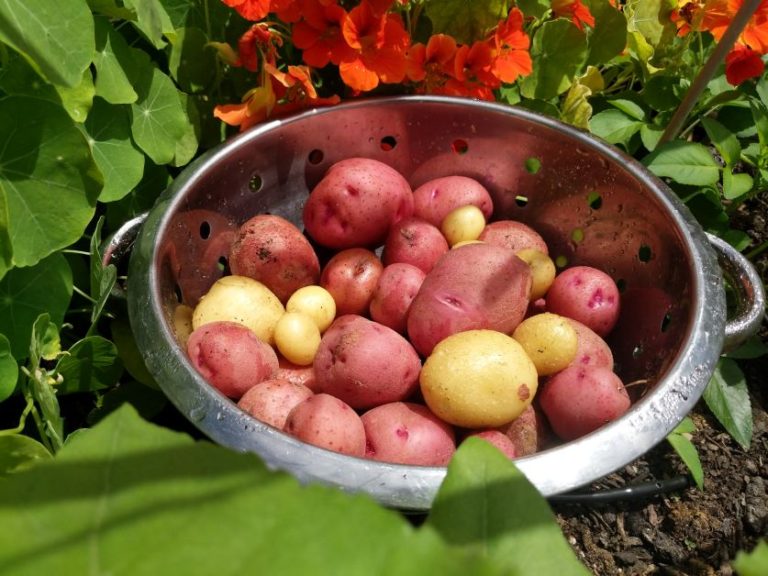 Growing Potatoes in Florida