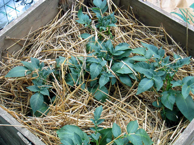 how to grow potatoes in florida