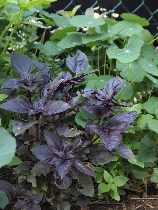 purple basil