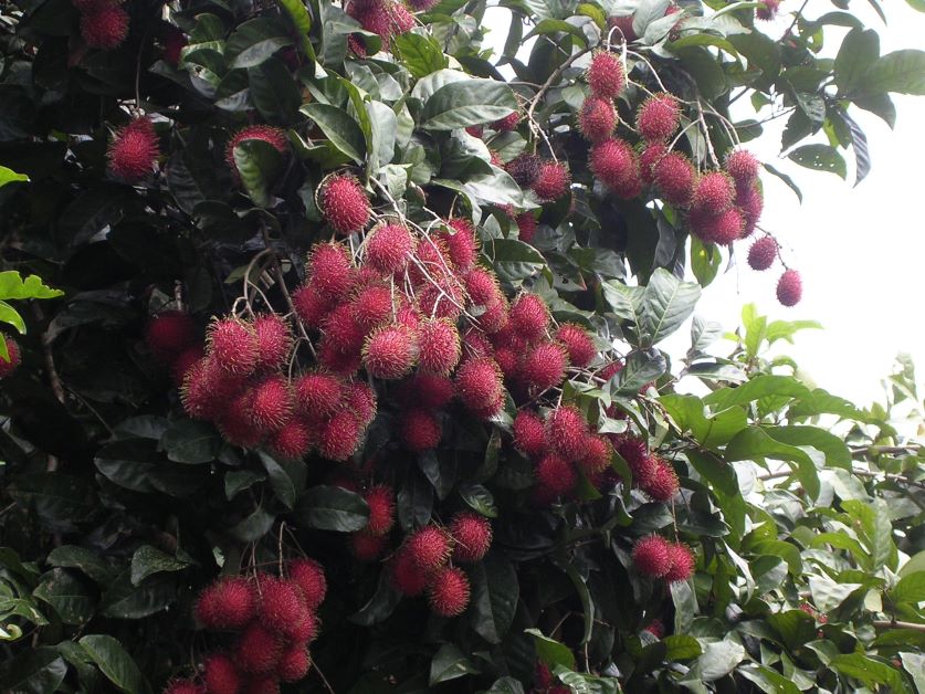 rambutan ripe