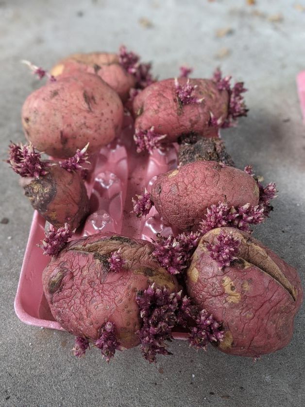 seed potatoes