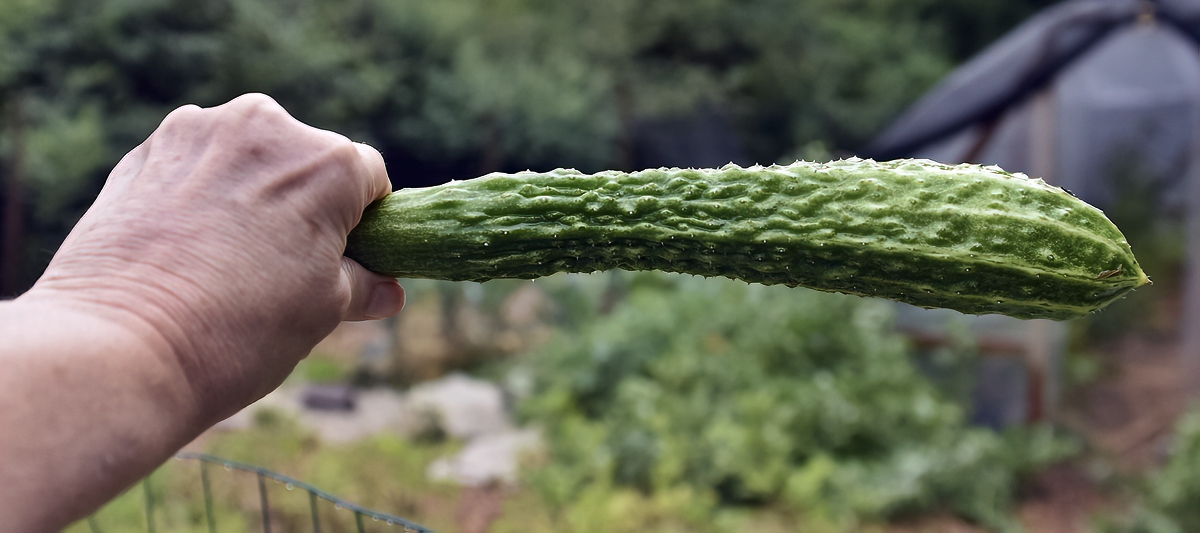 growing chinese cucumbers