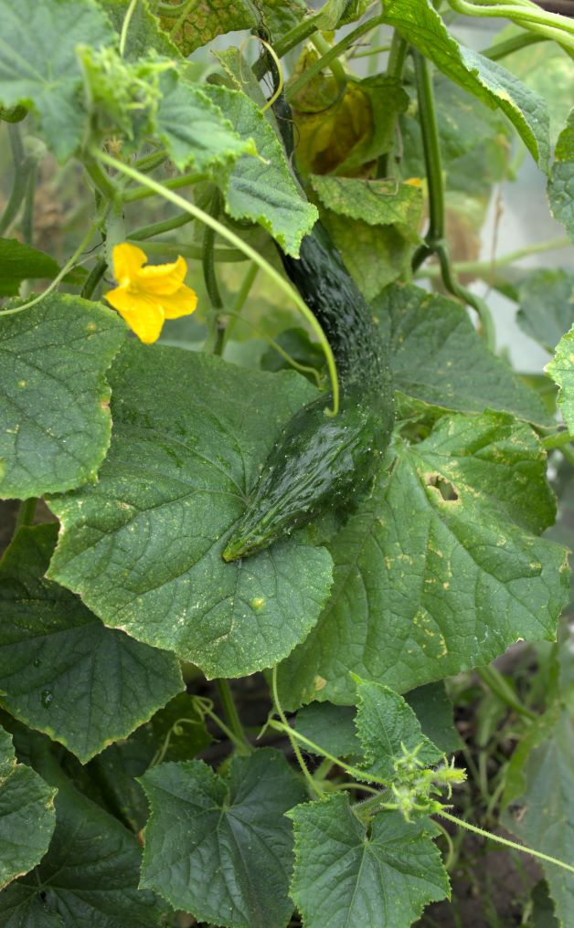 suyo long cucumber trellis