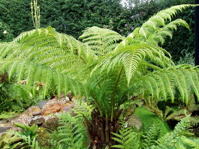 tasmanian tree fern