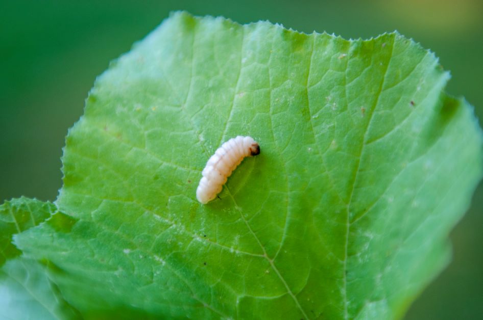 vine borer