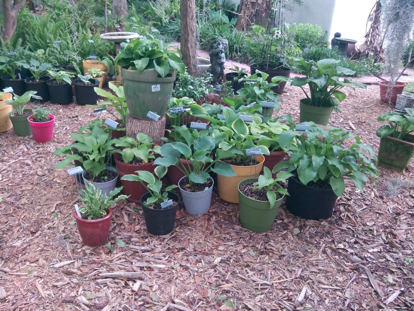 what to do with container garden before hurricane