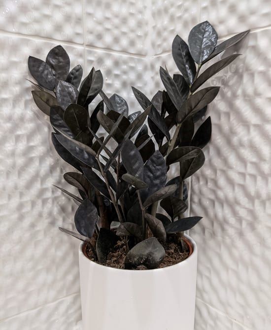 black zz plant