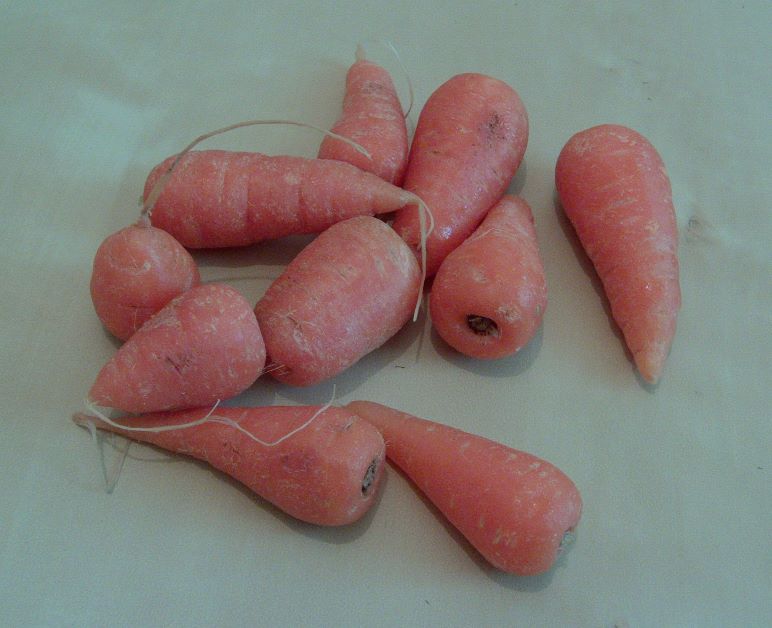 chanteney carrots