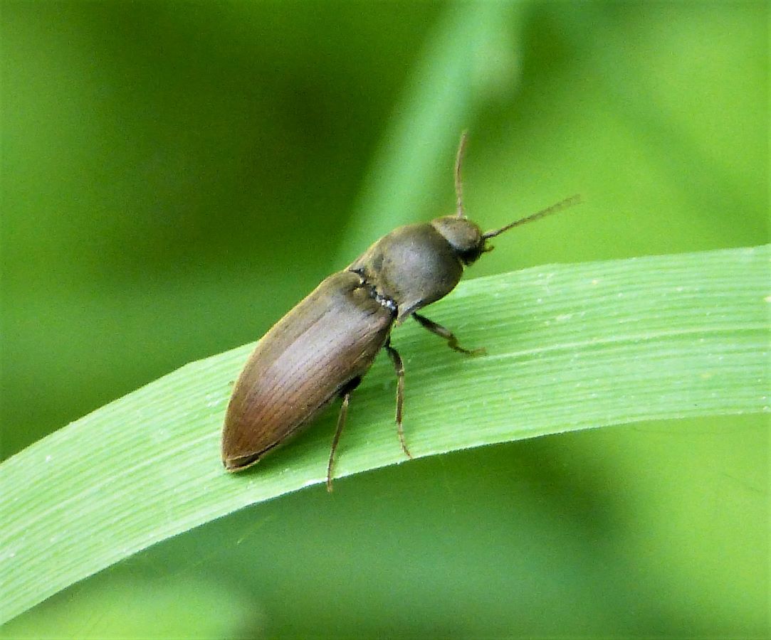 click beetle