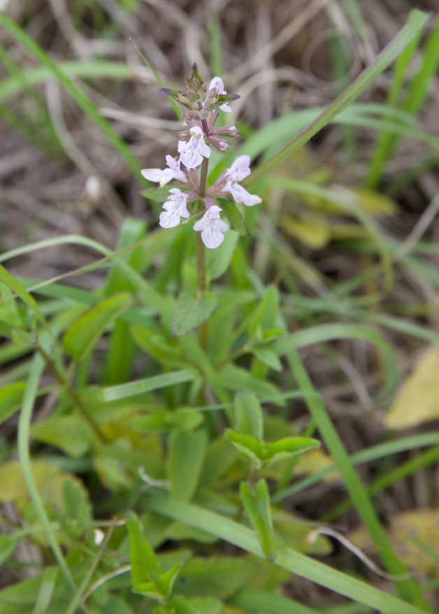 florida betony flowers