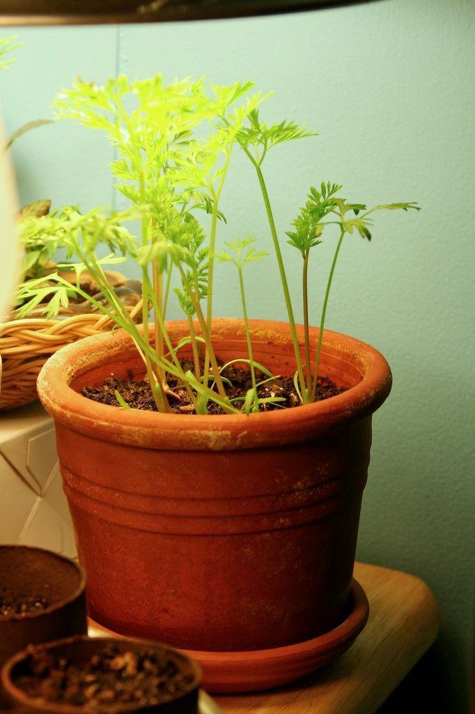 growing carrots in container