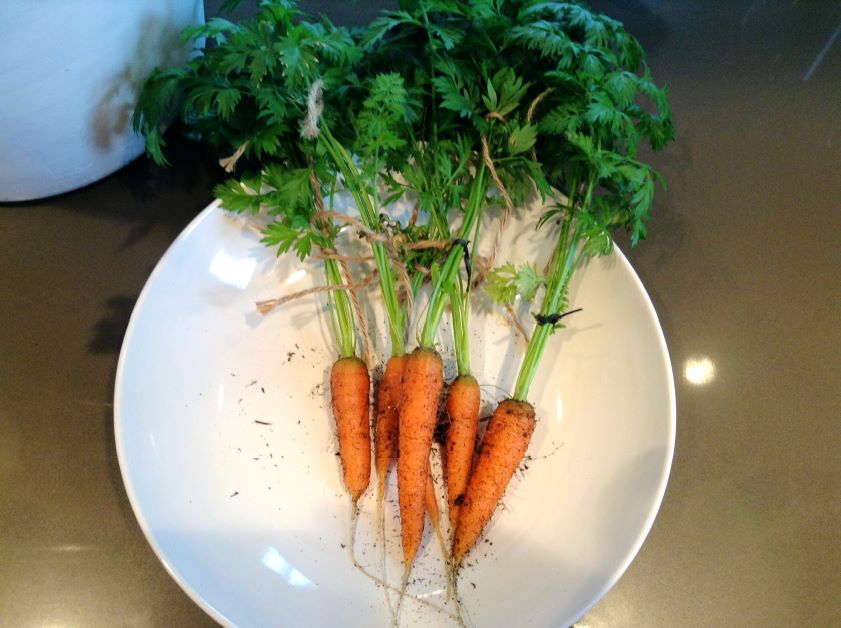 little finger carrots