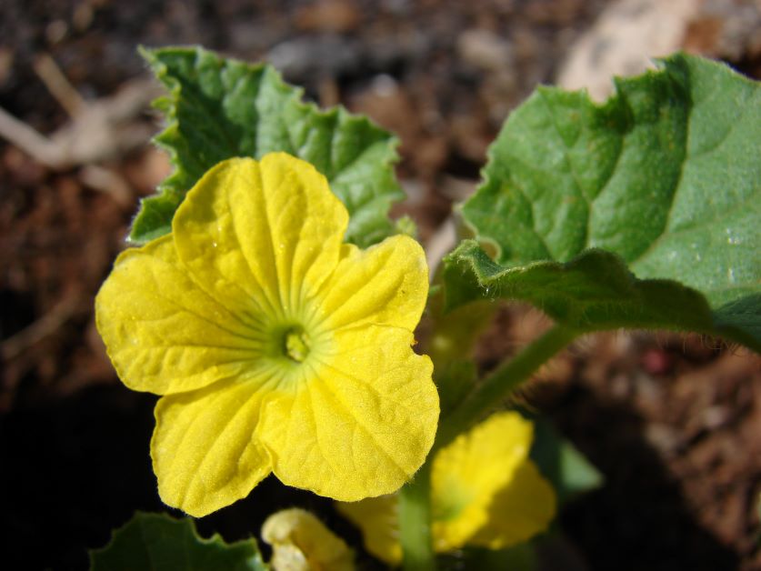 melon flower