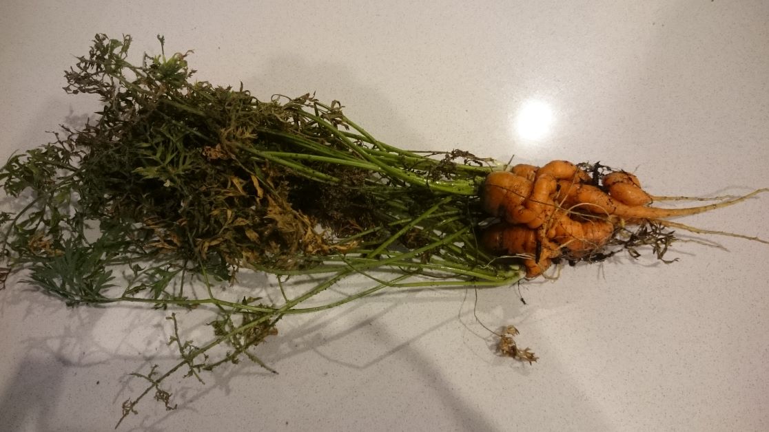 overcrowded carrots