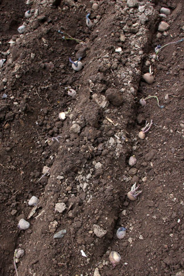 melon planting row