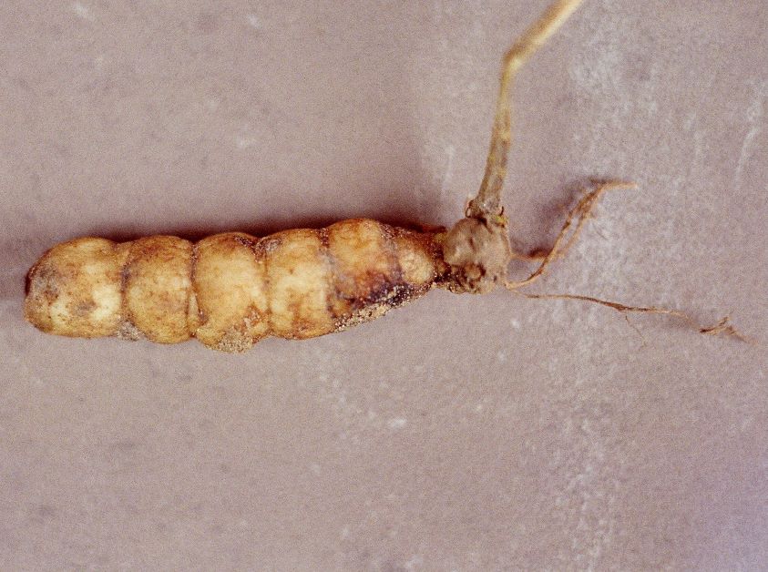 rattlesnake weed tuber