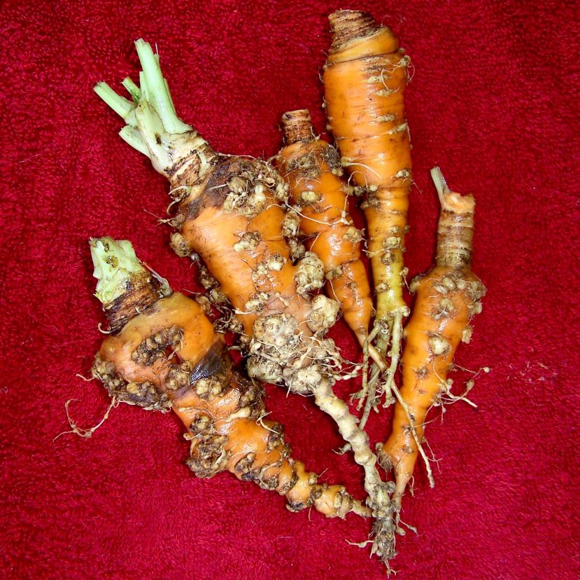 carrot root knot nematodes