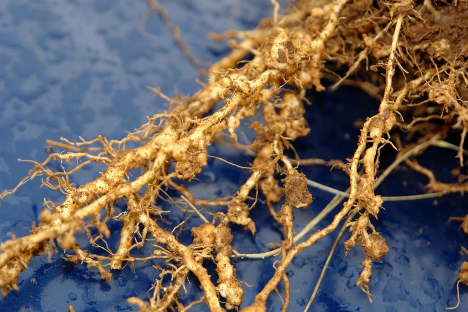 root knot nematodes on squash