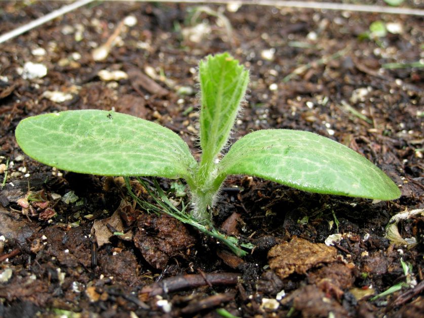 what are cotyledons