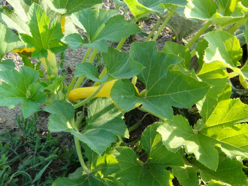 why is my squash plant wilting