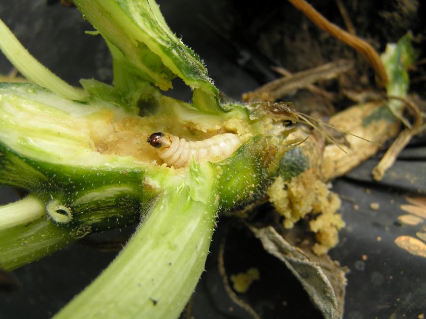 squash vine borer