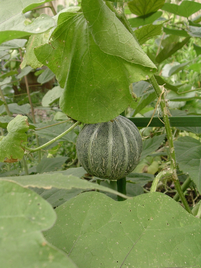 growing tigger melon vertically