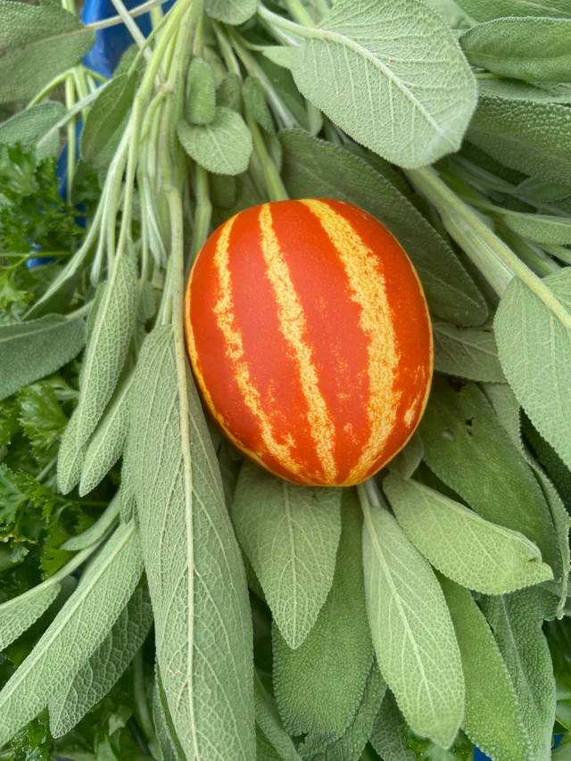 Tigger Melon Growing Guide