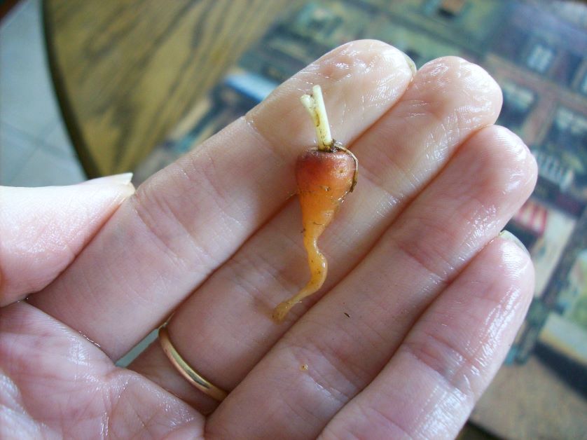 underdeveloped carrot