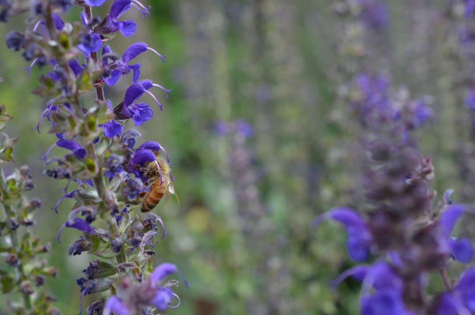 anise hyssop