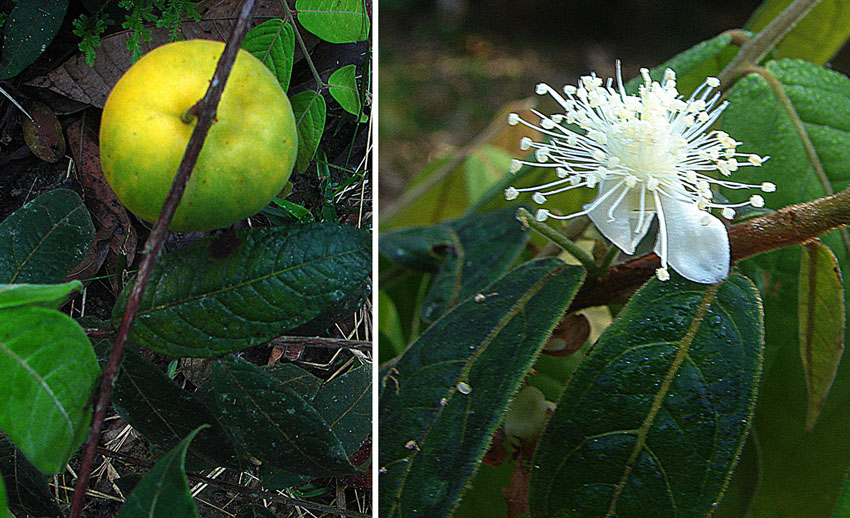 araza flower