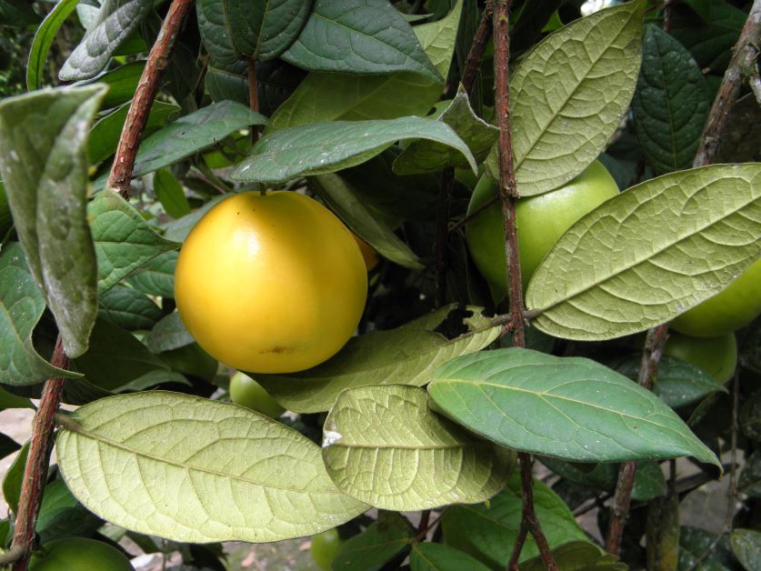 how to grow araza fruit