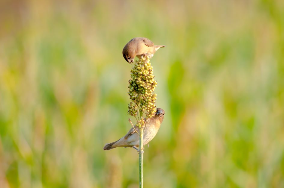 birds and sorghum