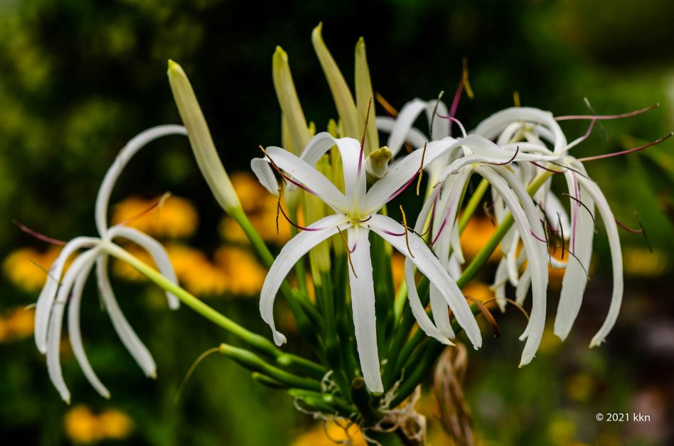 crinum lily plant that grows in shade and wet soil