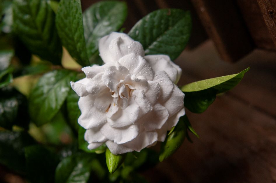 florida flowers to grow in shade gardenia