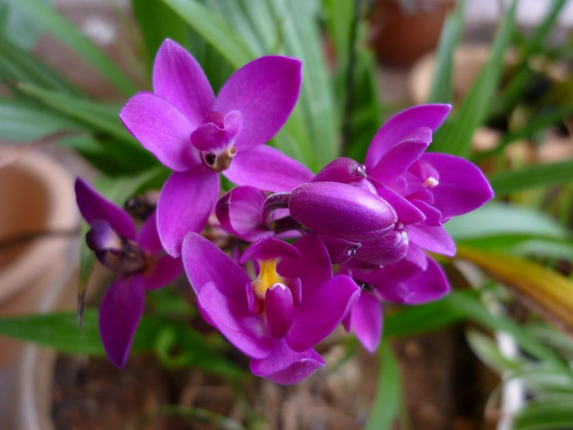 ground orchid